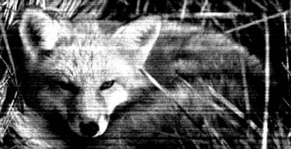Cervine Birth Ztracená videa youtube video záznam darktown.cz creepypasta jelen liška fox dead děsivé příběhy